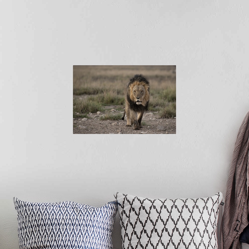A bohemian room featuring Portrait of an old, dark maned lion.