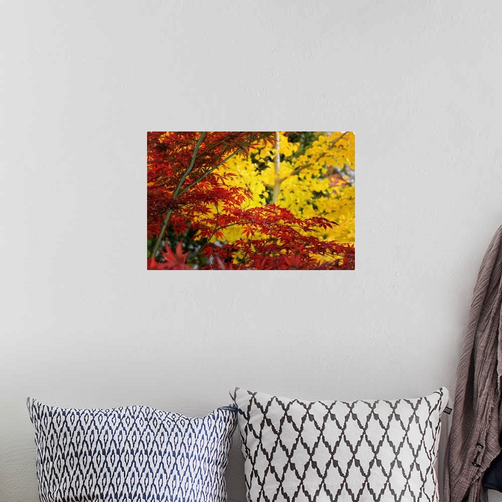 A bohemian room featuring Red maple in front of a yellow ginkgo