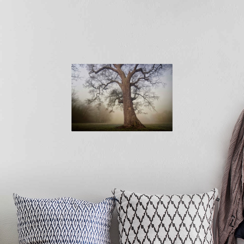 A bohemian room featuring Docor wall art for the home or office an ancient tree stands alone in a misty field in this lands...