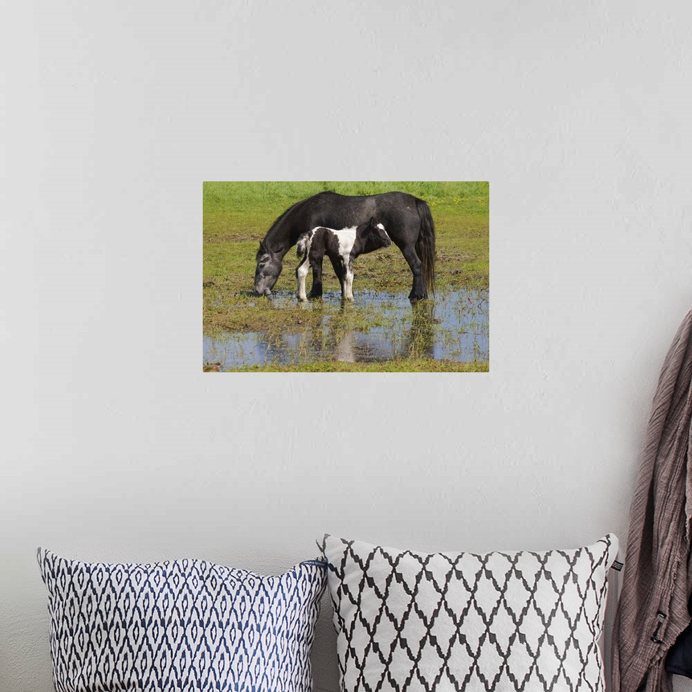 A bohemian room featuring Mother and Foal