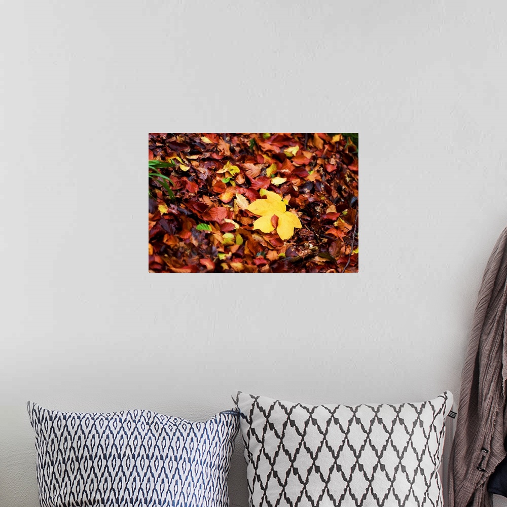 A bohemian room featuring Photograph of a pile of Autumn leaves with a painted look finish.