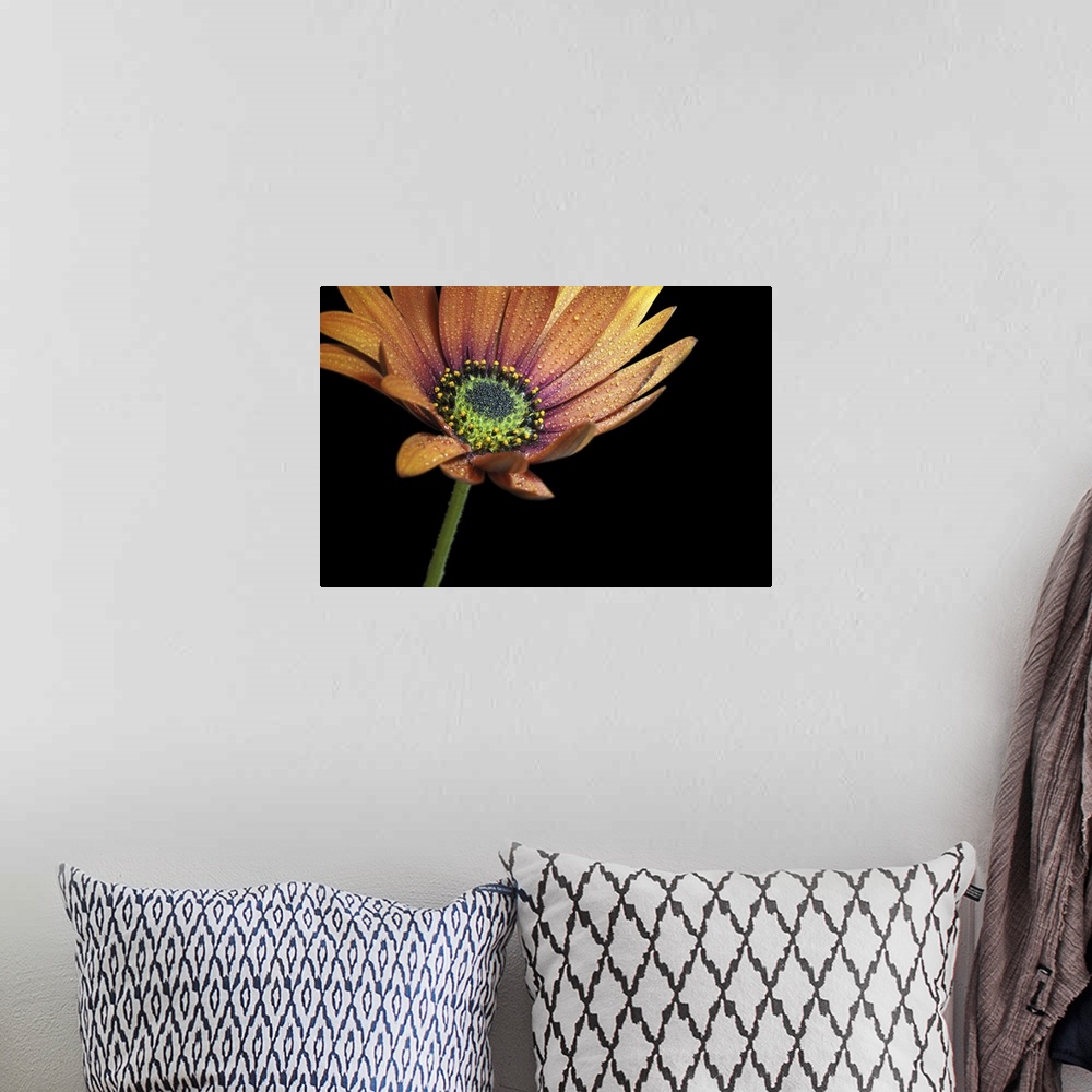 A bohemian room featuring Close-up of an African daisy with water drops.