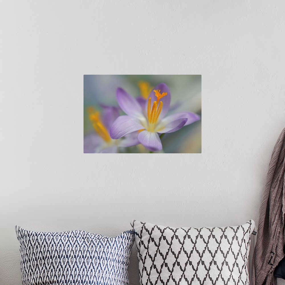 A bohemian room featuring Closeup photograph of a purple crocus with a shallow depth of field.