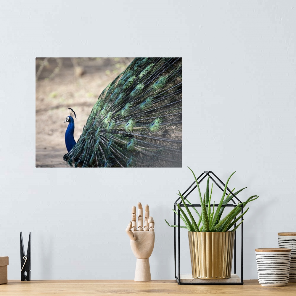 A bohemian room featuring Abstract details of a peacock's train feathers.