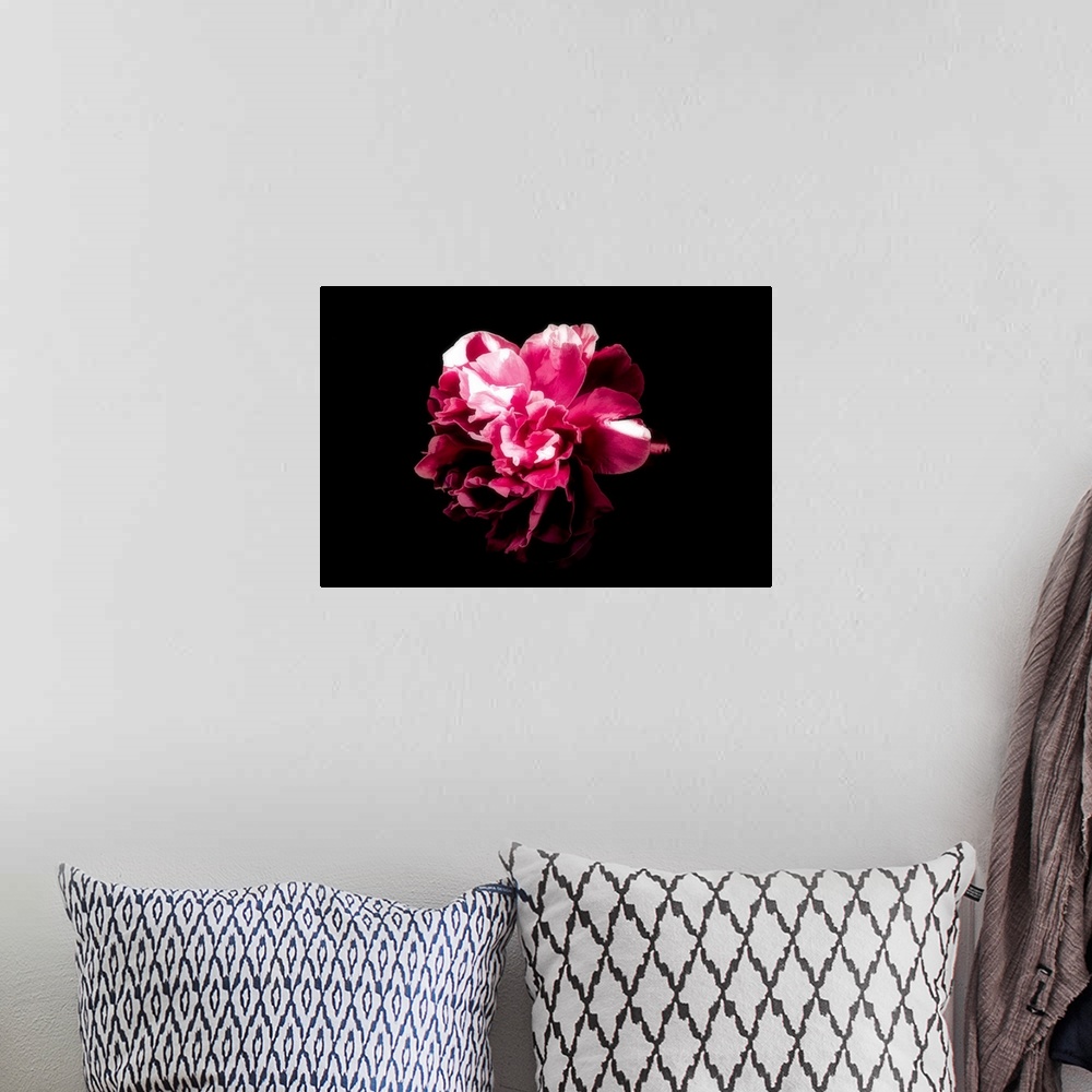 A bohemian room featuring Close-up peony on a black background with a drawing effect