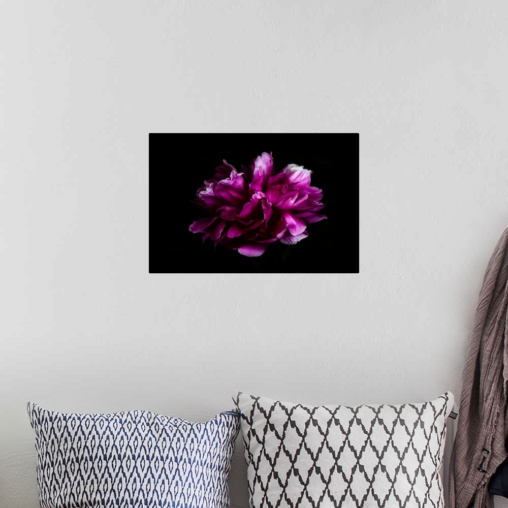 A bohemian room featuring Peony petals on black background
