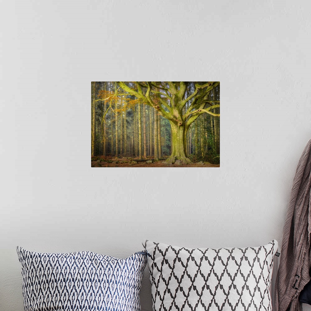 A bohemian room featuring Big old green beech tree in the forest in a profile portait style, some other straight trees in t...
