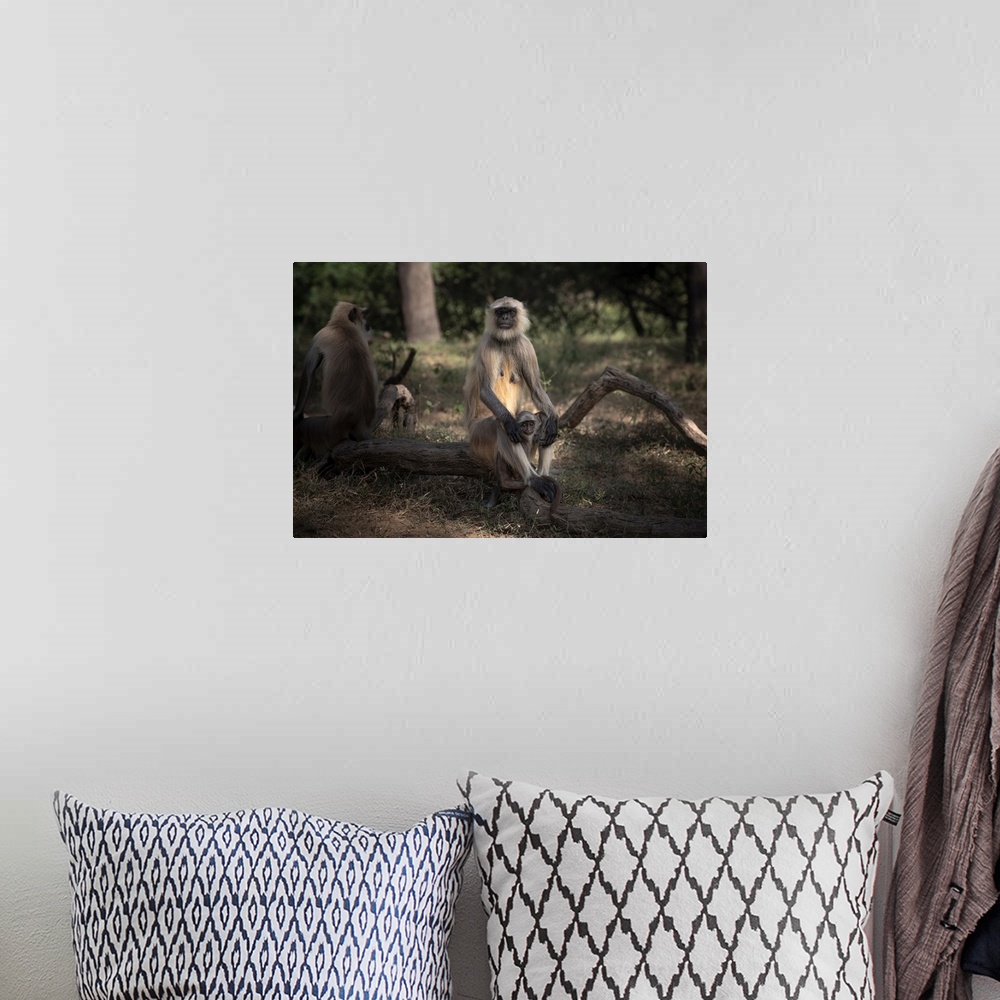 A bohemian room featuring Mother and baby monkey pair look out into the forest.