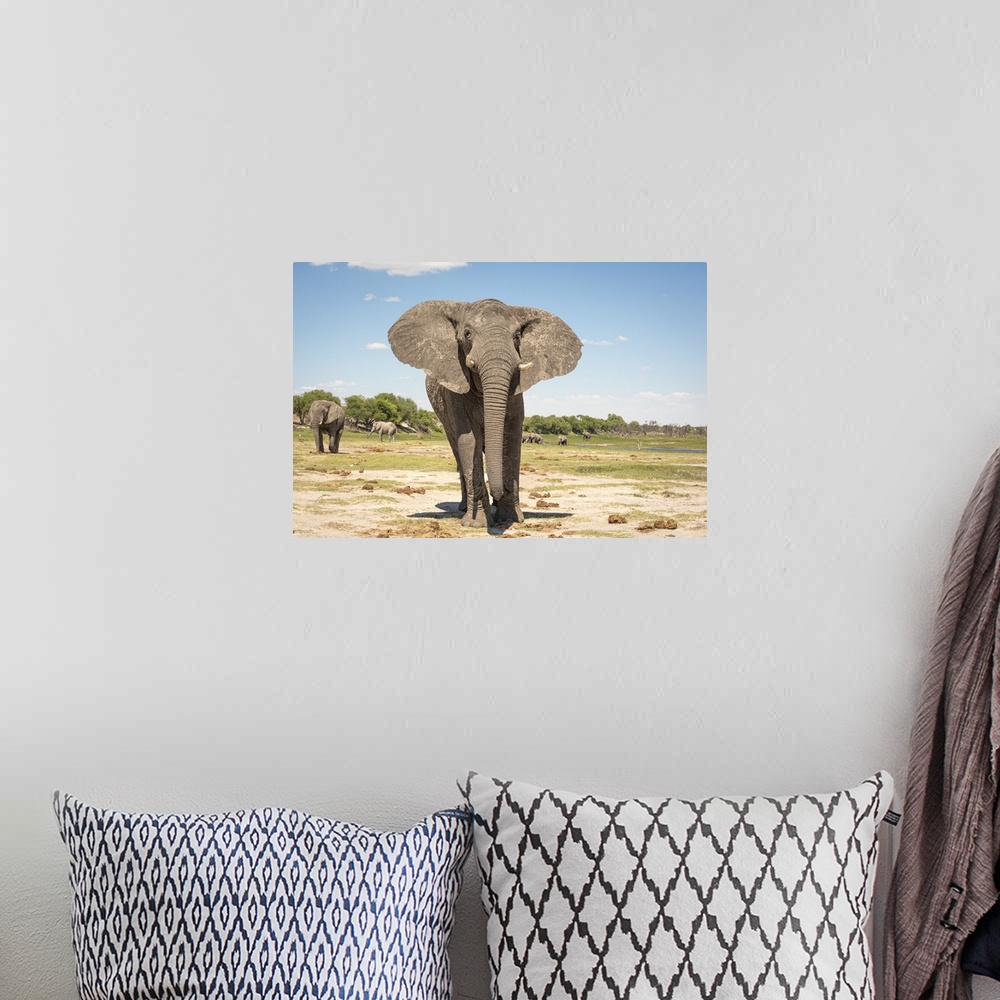 A bohemian room featuring Elephant bull stands tall in Botswana.