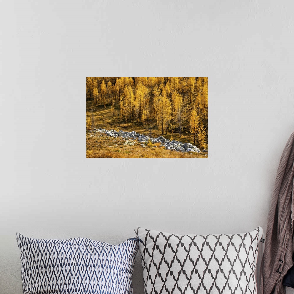 A bohemian room featuring Alpine larches in fall at Kootenay.