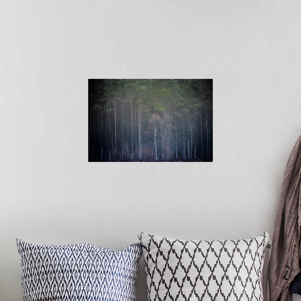 A bohemian room featuring A photo of the edge of a forest with tall trees reaching for the sky.