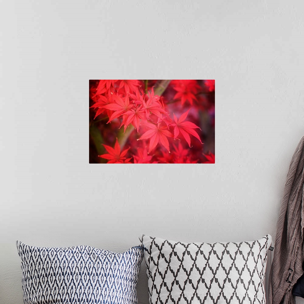 A bohemian room featuring Close up of bright red fall maple leaves.