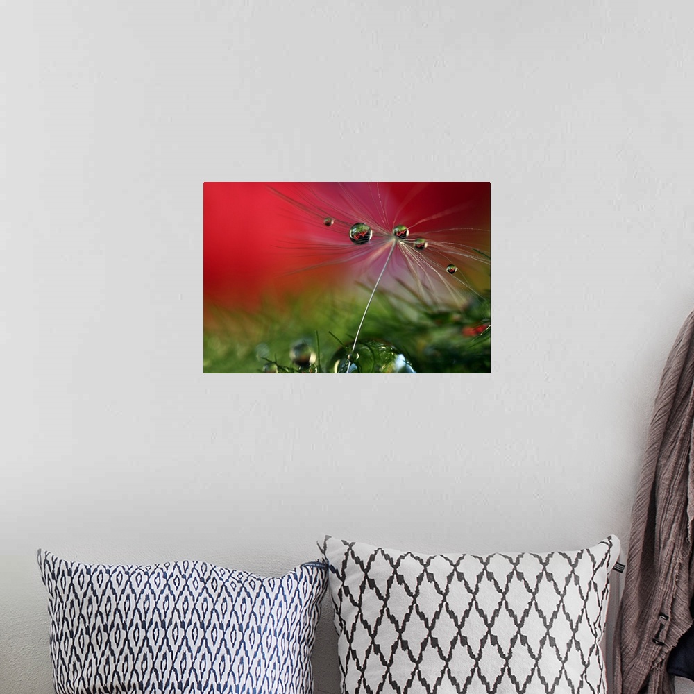 A bohemian room featuring View of a dandelion seed with water droplets.