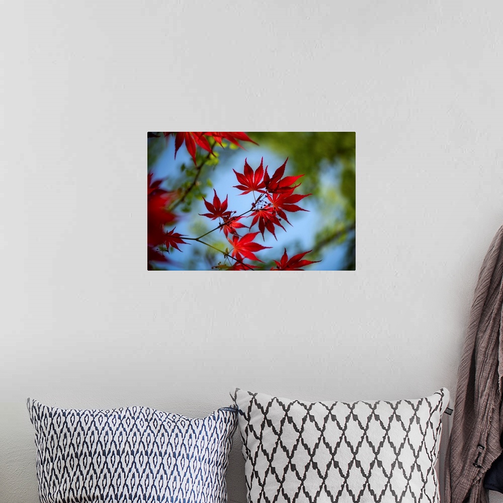 A bohemian room featuring Close up of red maple leaves with a bokeh effect