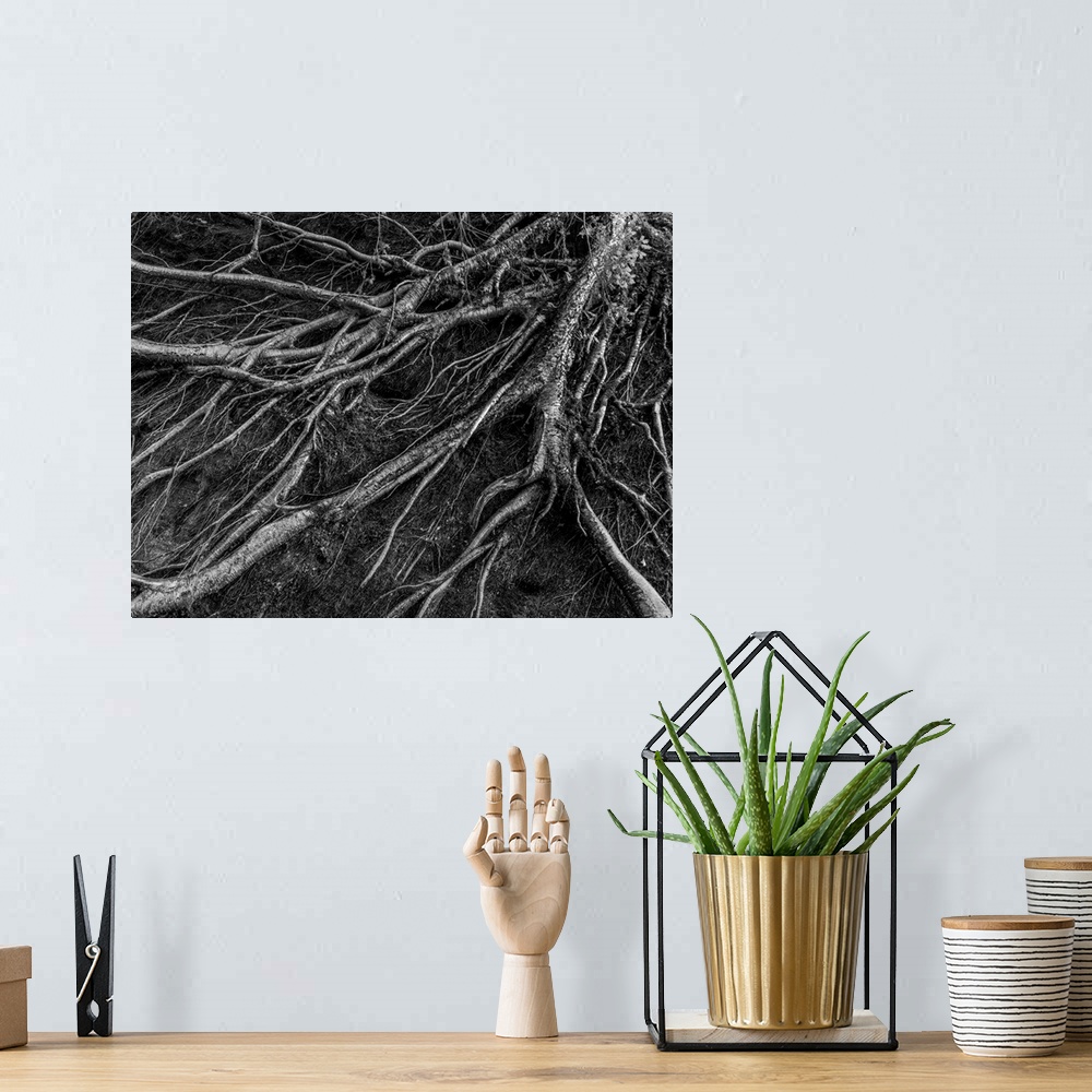 A bohemian room featuring Black and white photograph of tree roots, highlighting the textures with contrast.
