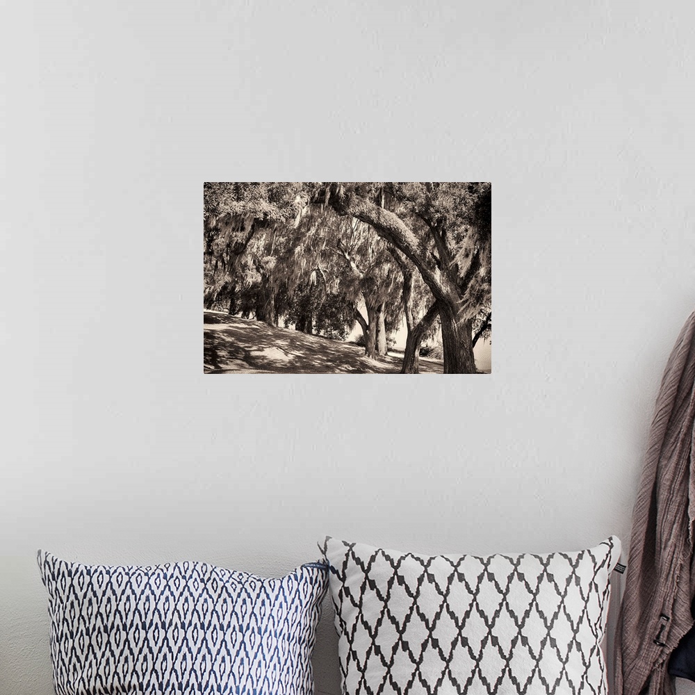 A bohemian room featuring Sepia-toned fine art photo of a row of large trees with Spanish moss.