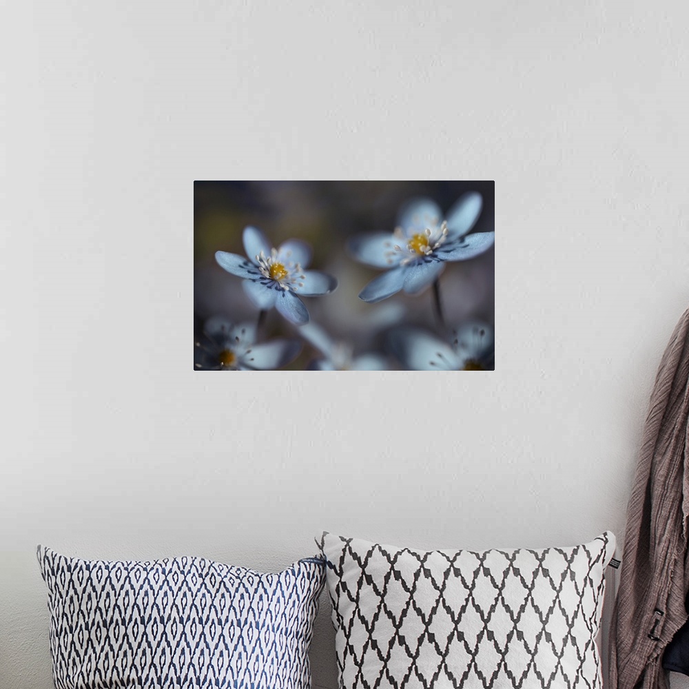 A bohemian room featuring Soft focus macro image of white flowers focusing in on the yellow centers, giving the image a dre...