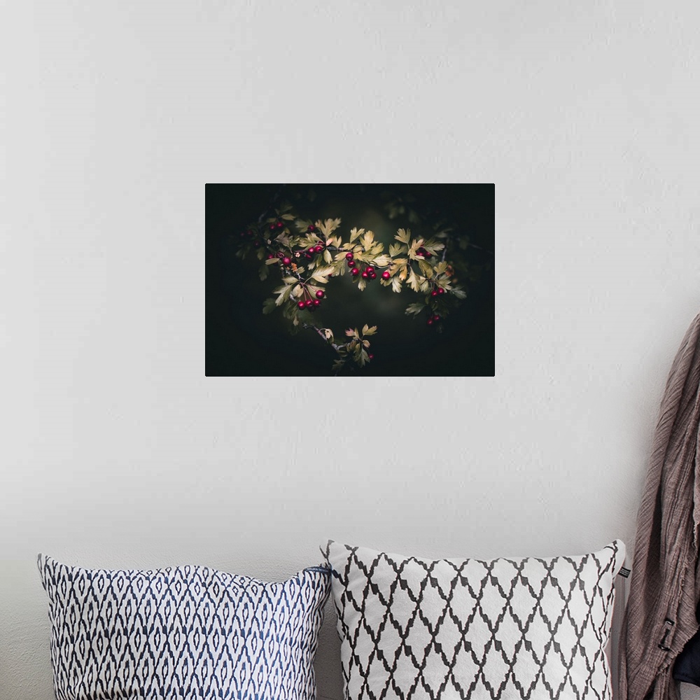 A bohemian room featuring Wild berries on a dark background