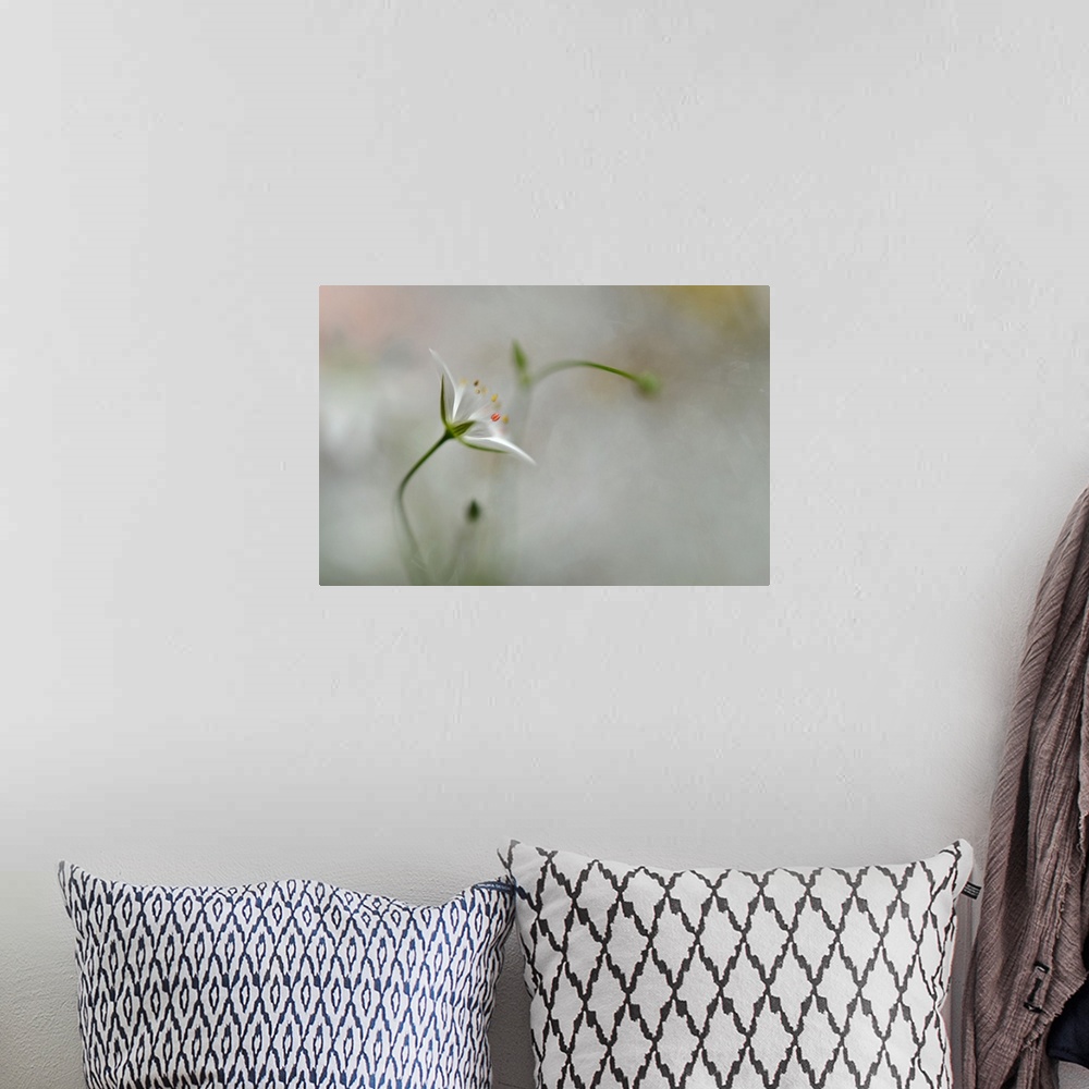 A bohemian room featuring A small white flower with a blurred grey background.