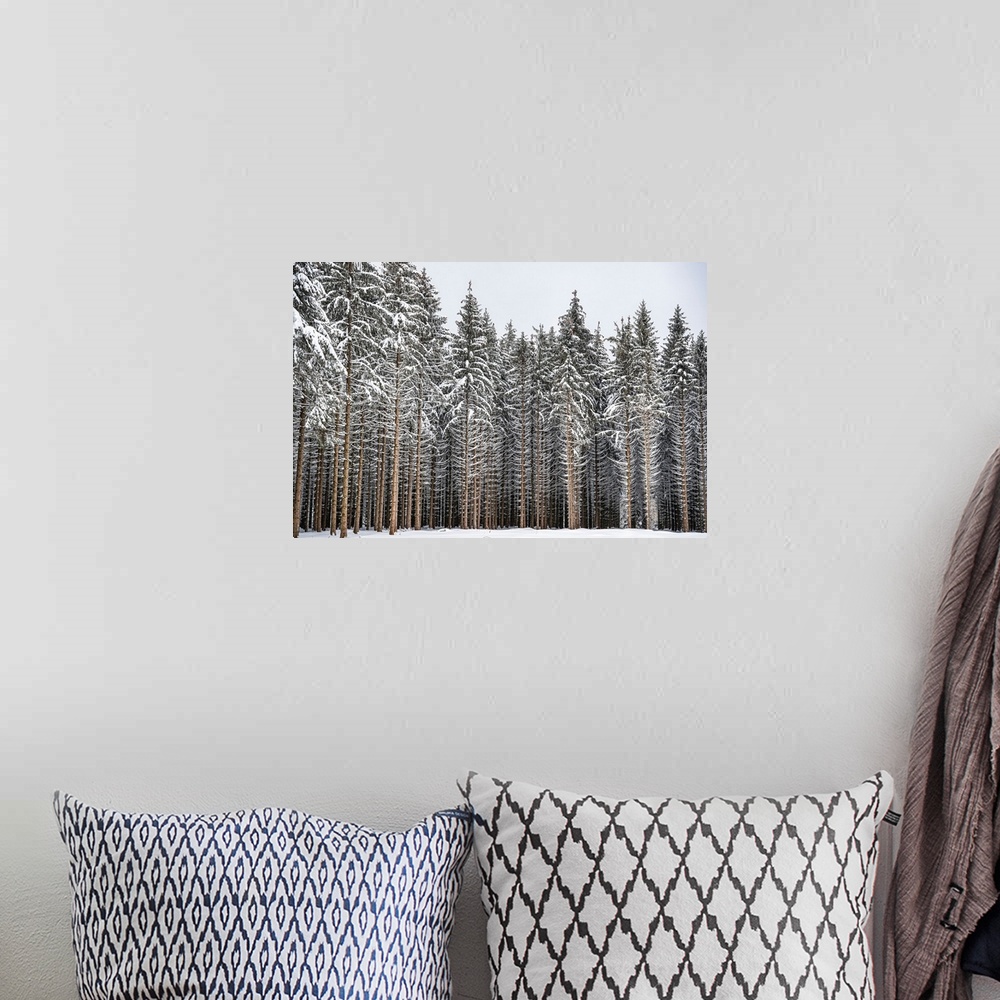 A bohemian room featuring Fir forest in the snow