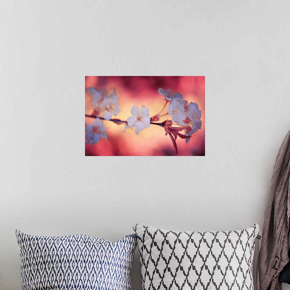 A bohemian room featuring Large photo on canvas of a flowering tree branch.