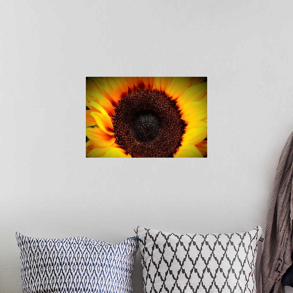 A bohemian room featuring Close up View of a Sunflower Disc