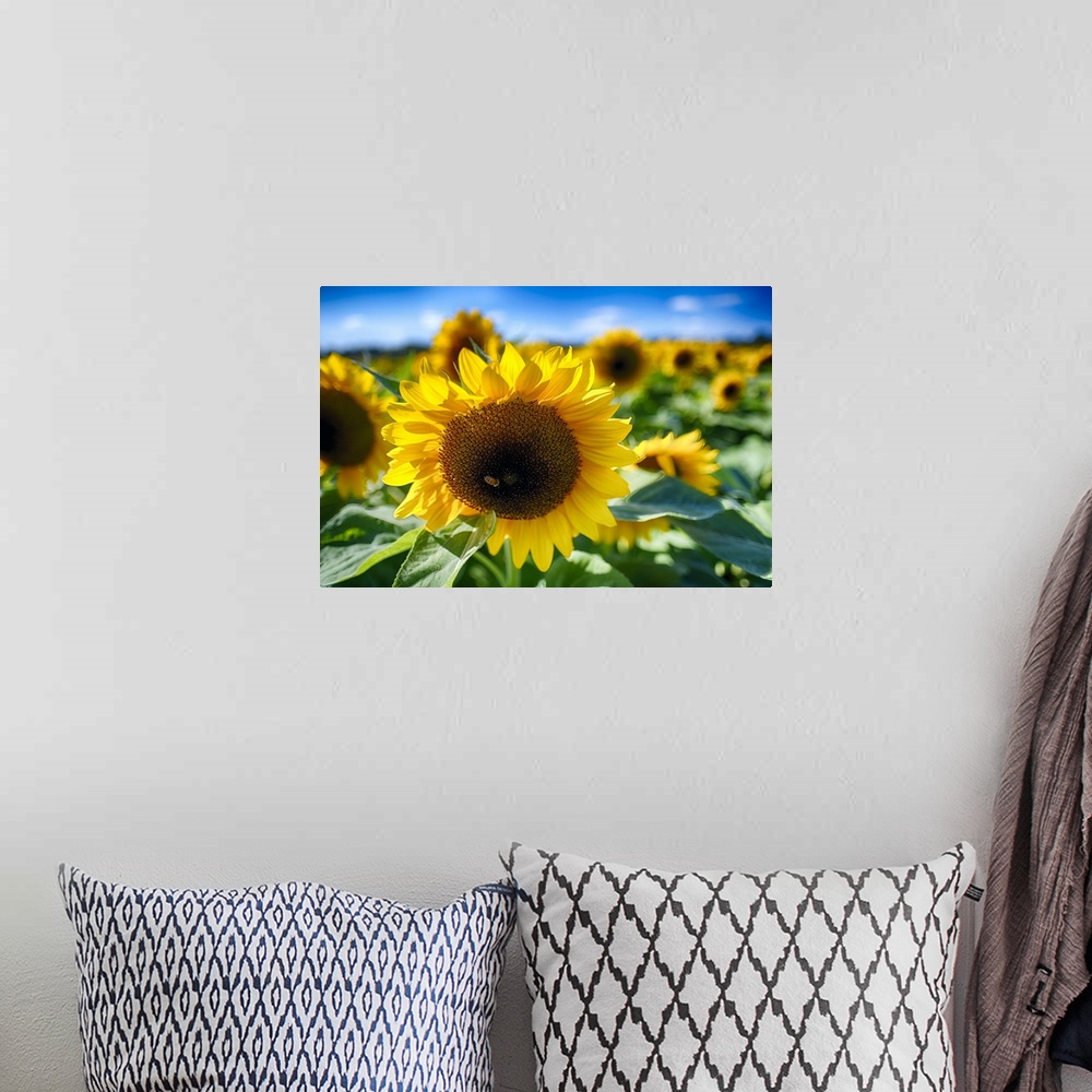 A bohemian room featuring Close Up View of a Sunflower Head in the Middle of a Field with Out of Fucus Background Focus and...