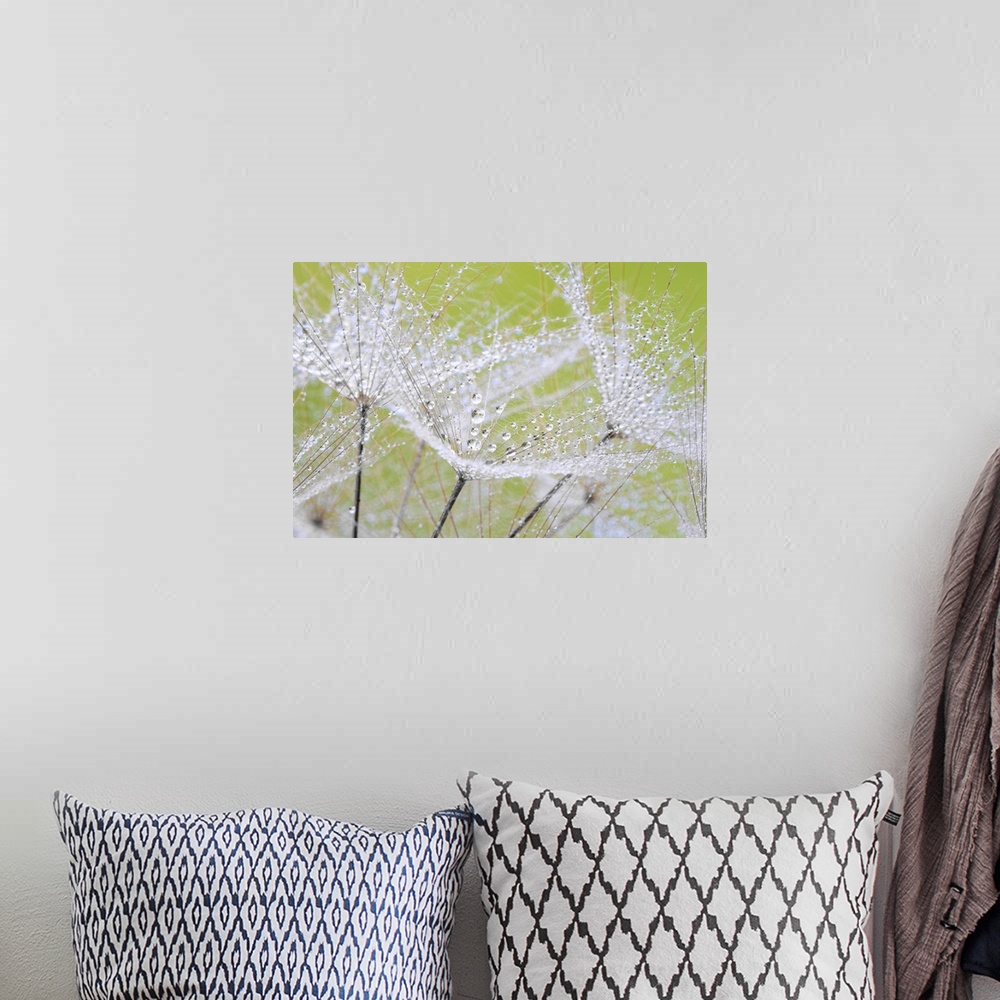 A bohemian room featuring An image of a dandelion taken in the studio with water droplets.