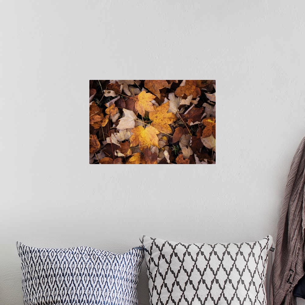 A bohemian room featuring Fallen orange leaves on the forest floor.