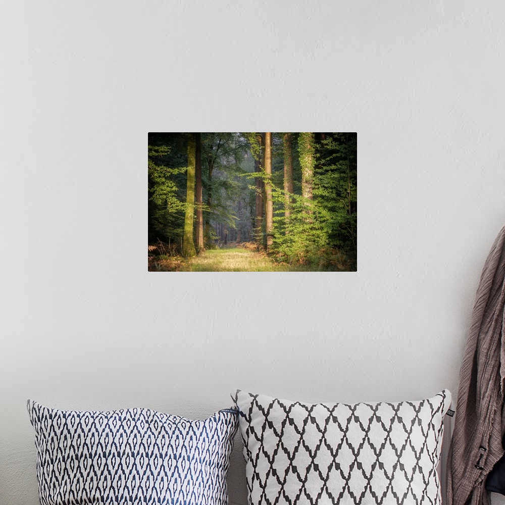 A bohemian room featuring Landscape view of a sunny path in the green and lighting forest in Brittany at sunset.