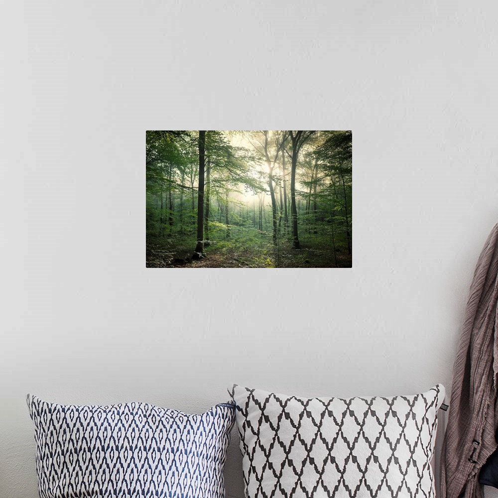 A bohemian room featuring Fine art photo of a forest in late afternoon light.
