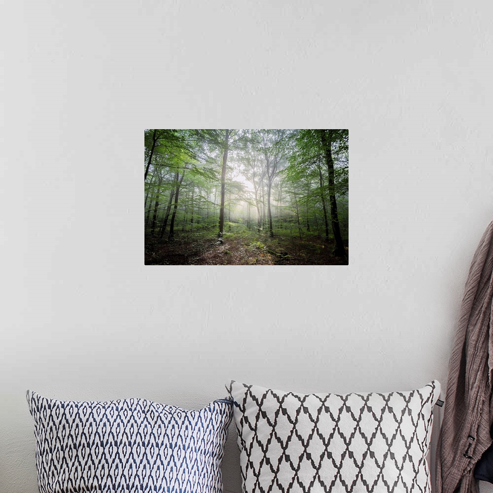 A bohemian room featuring Fine art photo of a forest glowing with beams of light.