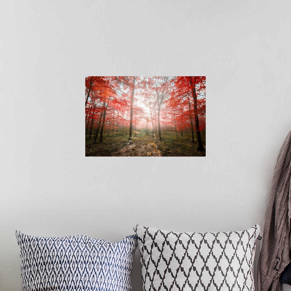 A bohemian room featuring Fine art photo of a forest with bright red leaves with sunbeams.