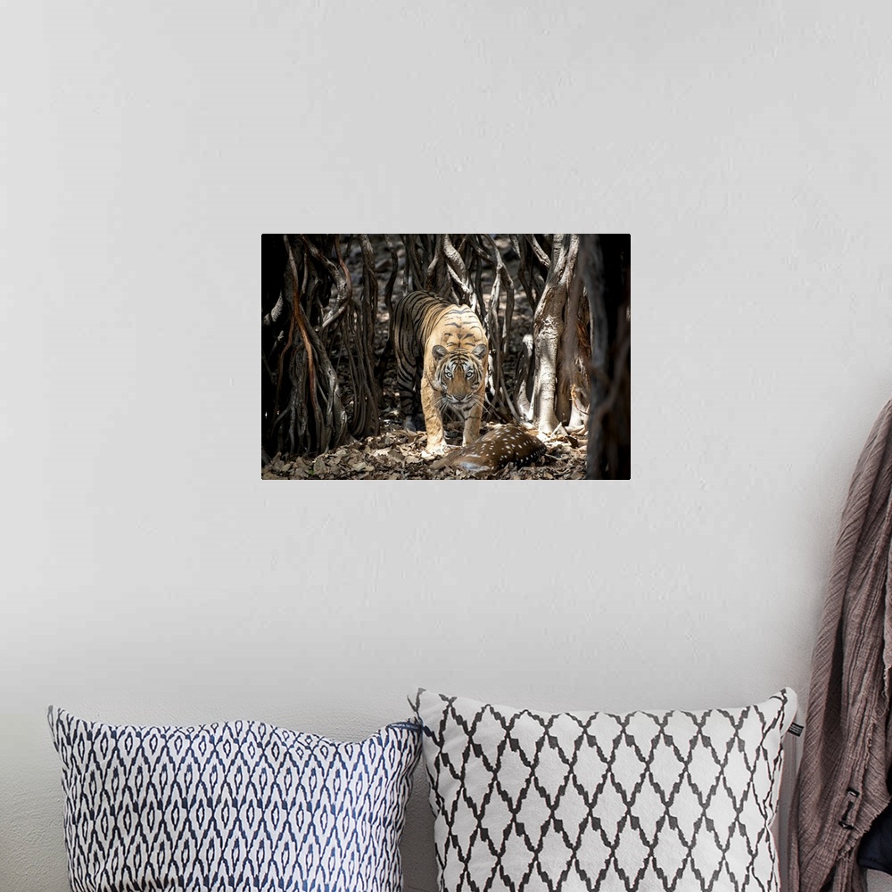 A bohemian room featuring Tiger retrieves her hunt hidden among a Banyan Tree in India.