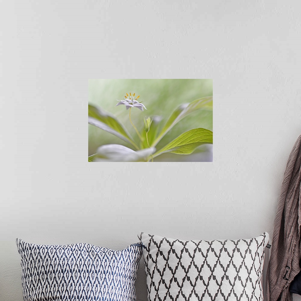 A bohemian room featuring Photograph of a beautiful flower with its petals laid out flat on a soft focused background.