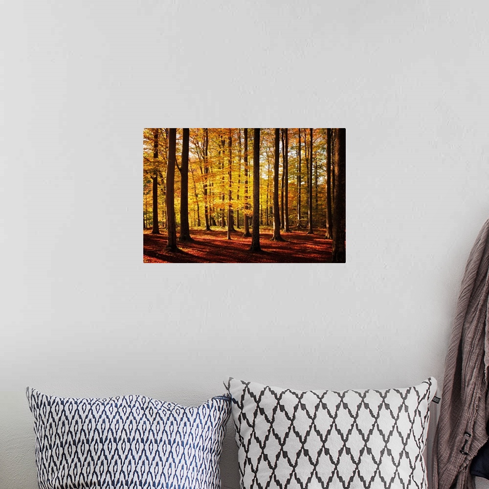 A bohemian room featuring Fine art photo of a forest of narrow trees casting long shadows in autumn.