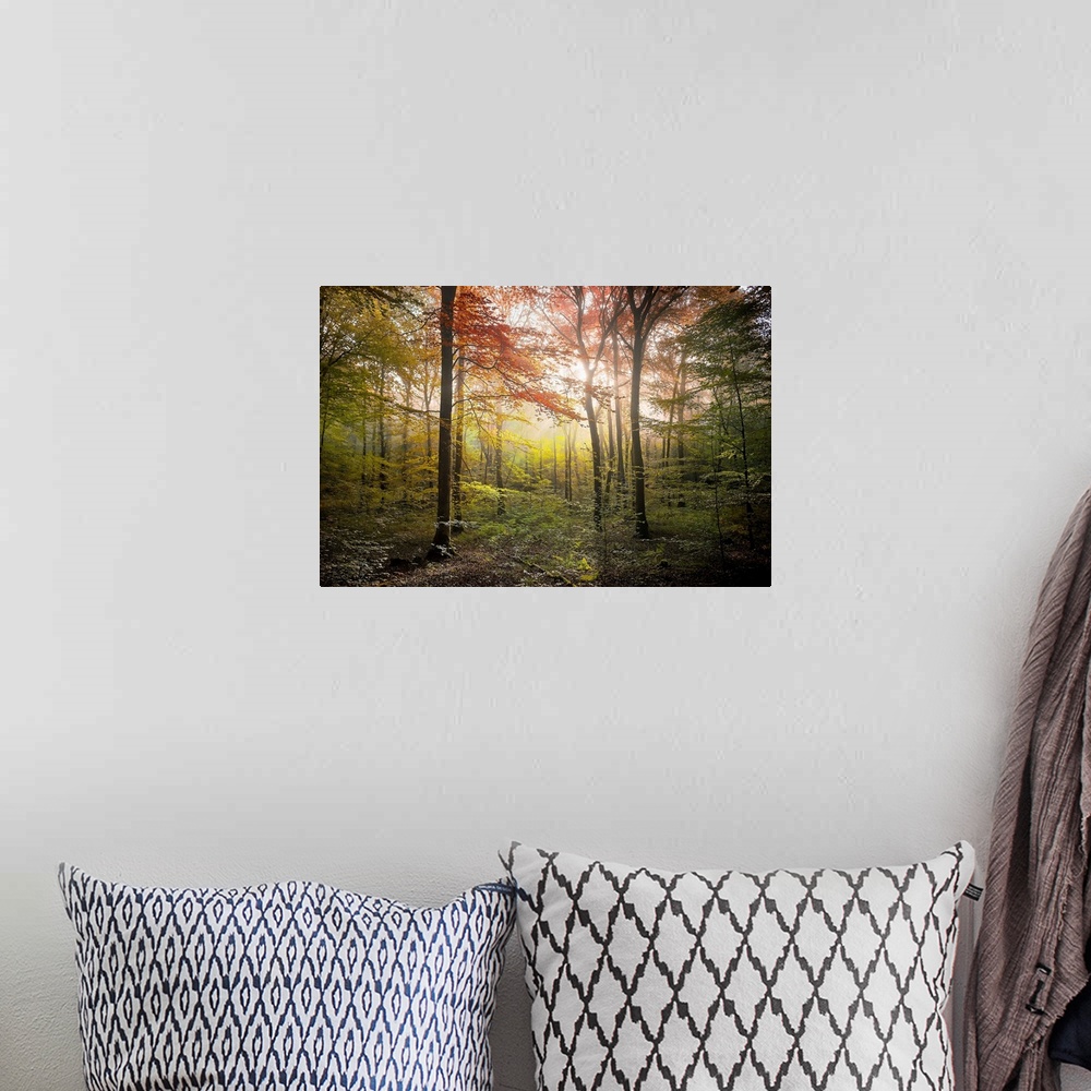 A bohemian room featuring Fine art photo of a forest in the fall with glowing afternoon light.