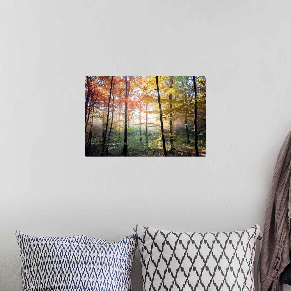 A bohemian room featuring Fine art photo of a forest with brightly colored trees and dark branches, lit by the sunlight.