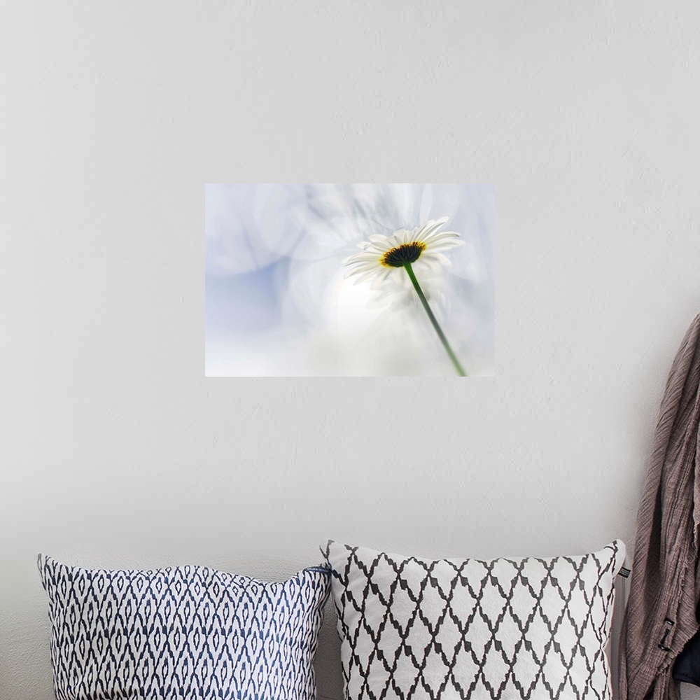 A bohemian room featuring Fine art photo of the underside of a white daisy flower against a bokeh background.