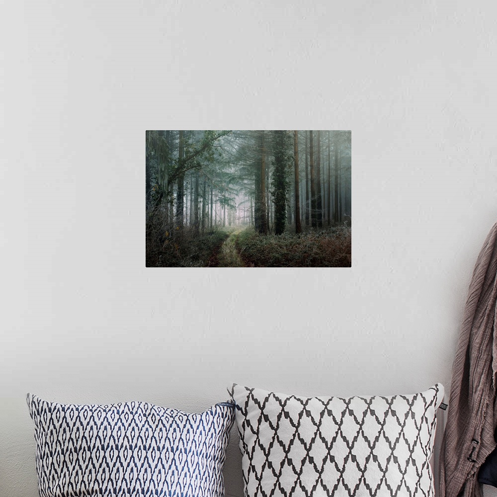 A bohemian room featuring Photograph of a path winding through a cold, winter forest with cool tones.
