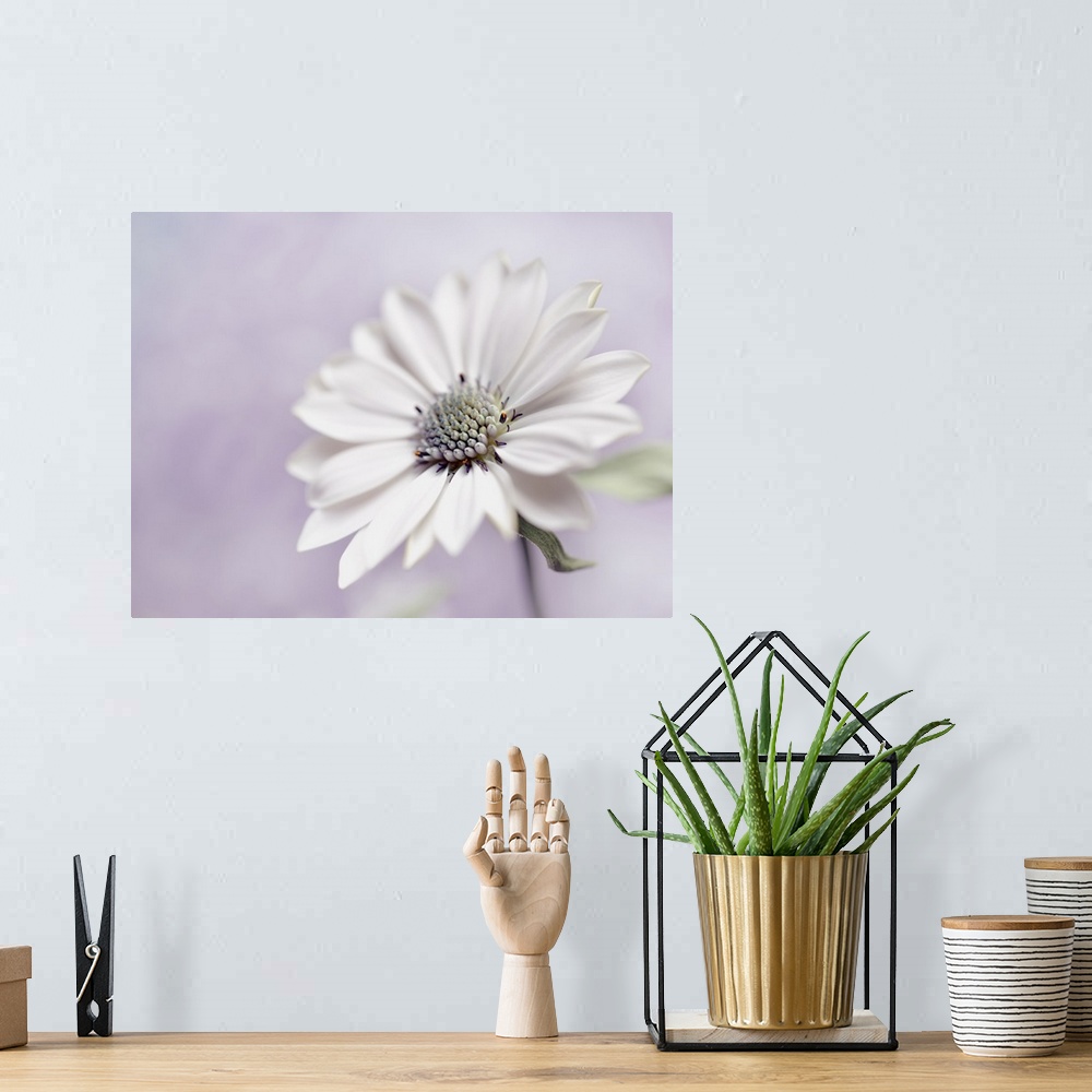 A bohemian room featuring A large white flower on a pastel lavender background.