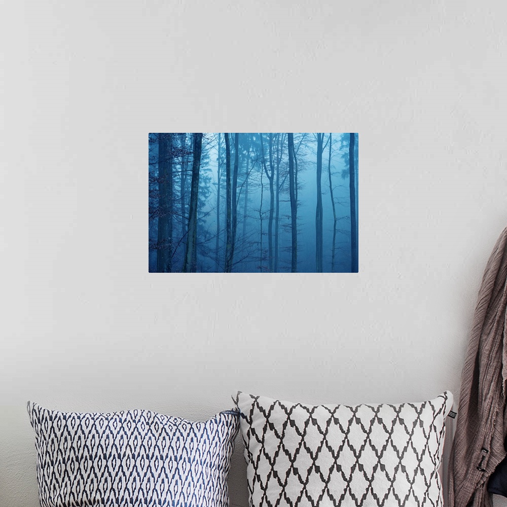 A bohemian room featuring Blue mood in a forest with fog