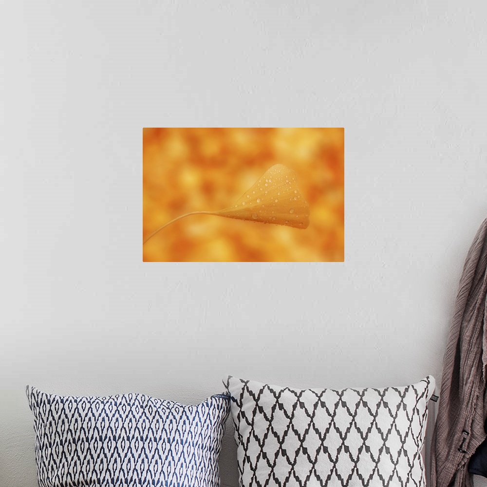 A bohemian room featuring Single gingko leaf in orange.