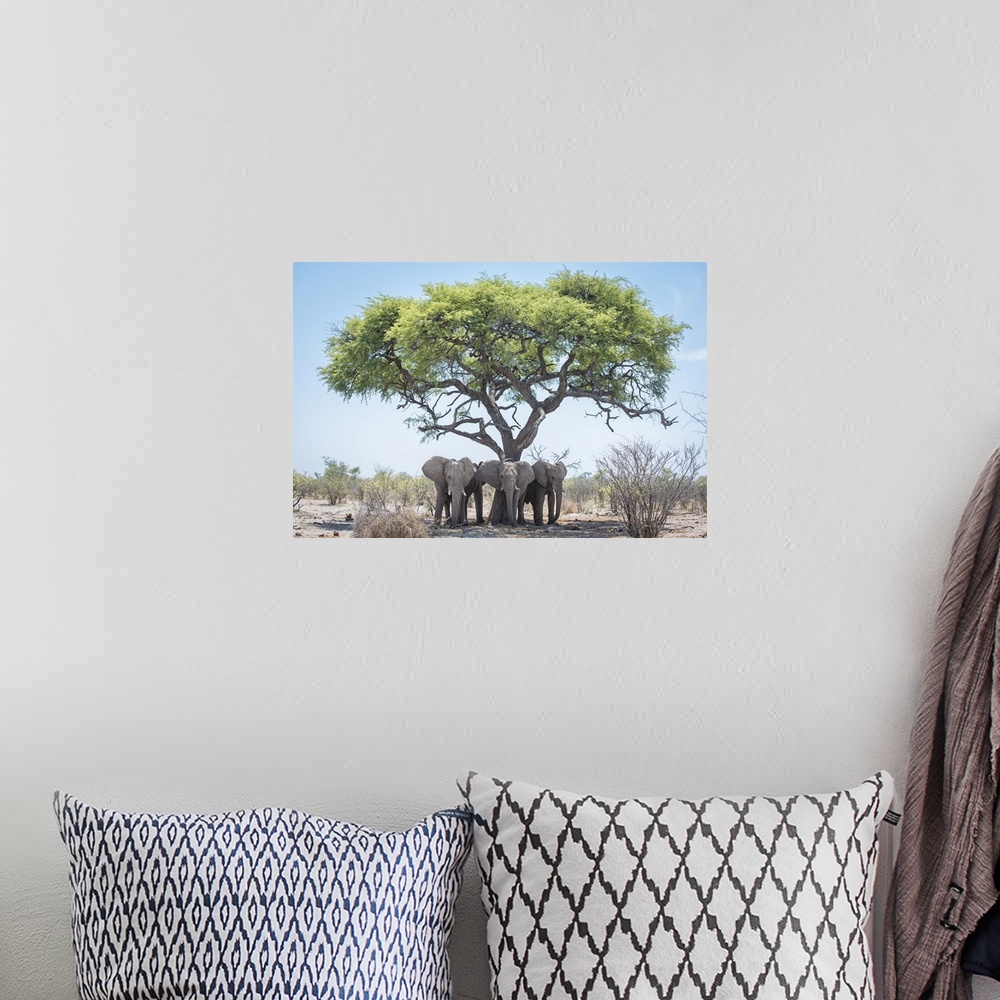 A bohemian room featuring Young male elephants keep cool in the shade of a tree.