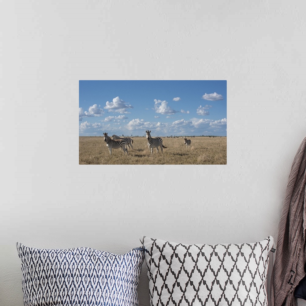 A bohemian room featuring Herds of zebra stretch to the horizon out in the Makgadikgadi Pans.