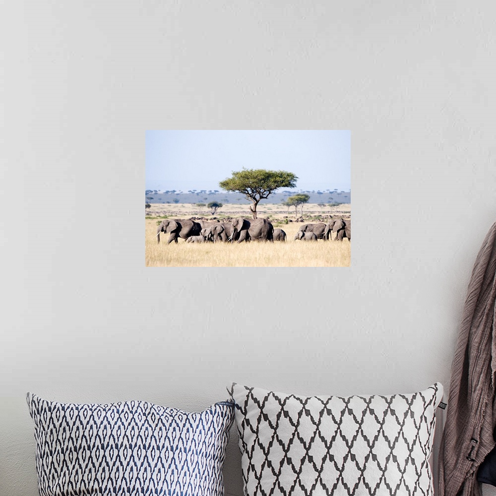 A bohemian room featuring African elephants in a forest, Masai Mara National Reserve, Kenya