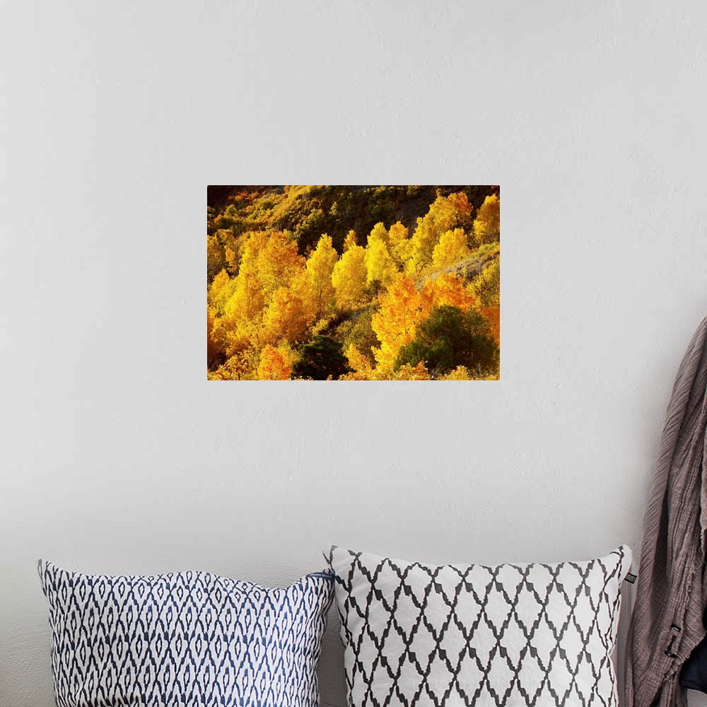 A bohemian room featuring Aspen trees in autumn, Capitol Reef National Park, Utah