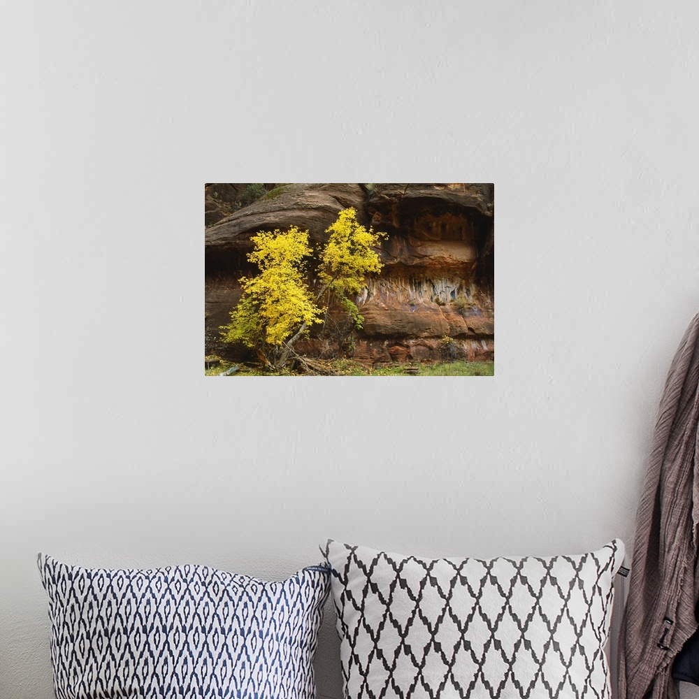 A bohemian room featuring Autumn Color Trees By Canyon Walls