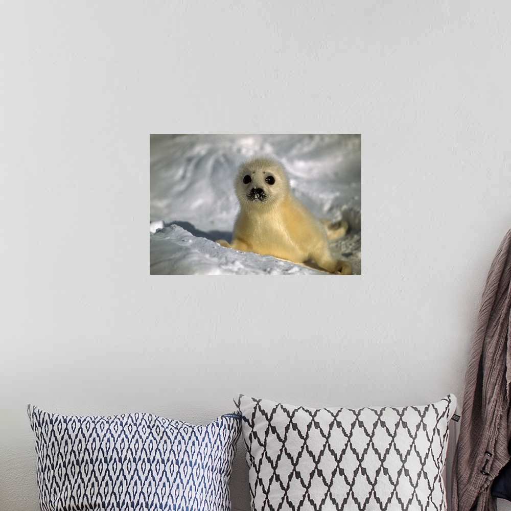 A bohemian room featuring Baby Seal