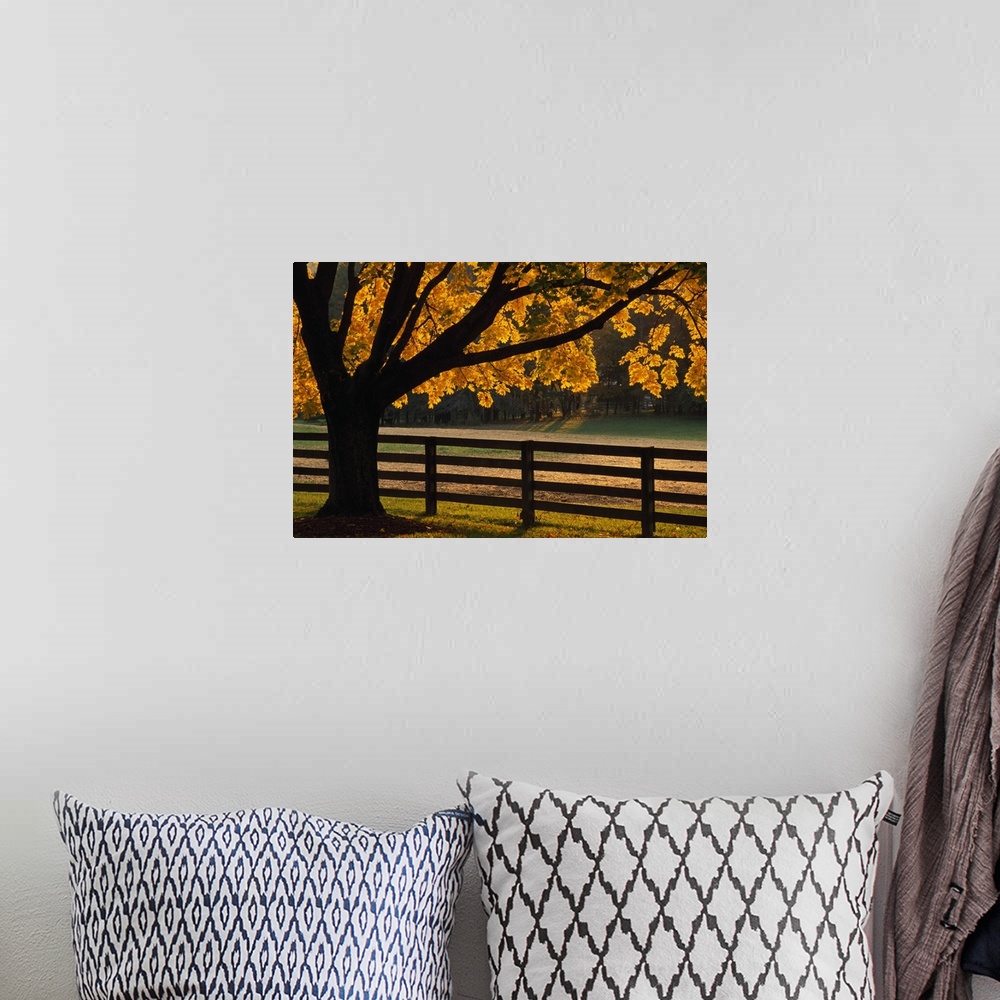 A bohemian room featuring Back lit autumn color tree and fenceline, Maryland